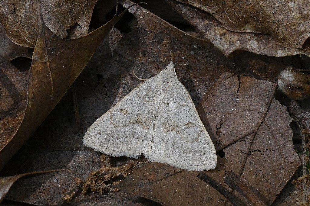 041 2017-06080172 Broad Meadow Brook, MA.JPG - Morbid Owlet Moth (Chytolita morbadalis). Broad Meadow Brook WIldlife Sanctuary, MA, 6-8-2017